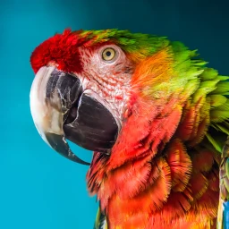 Icono de The Parrot